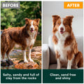 Before and after comparison of a dog with text describing its condition.