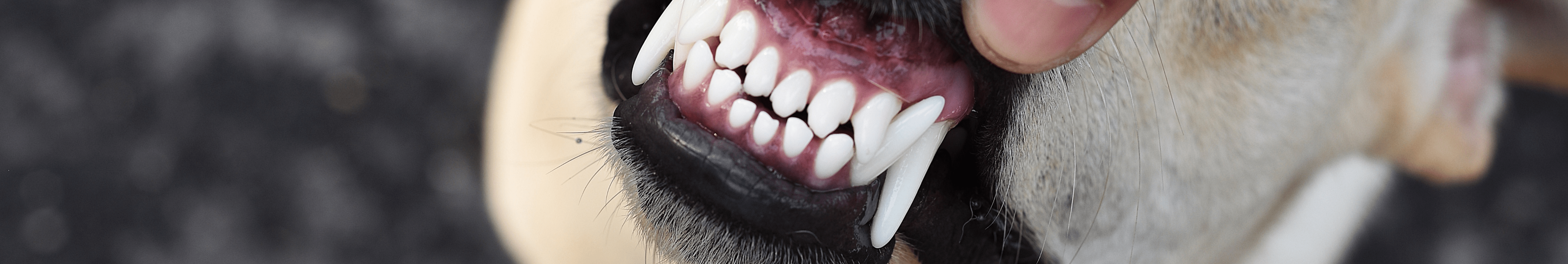 Dog Dental Care