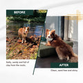 Before and after comparison of a dog by a river and indoors.