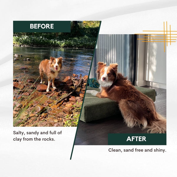 Before and after comparison of a dog by a river and indoors.