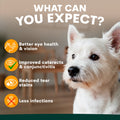 White dog with text about eye health benefits and a blurred indoor background
