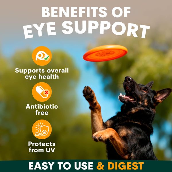 Dog playing with a frisbee in an outdoor setting with text about eye support benefits.