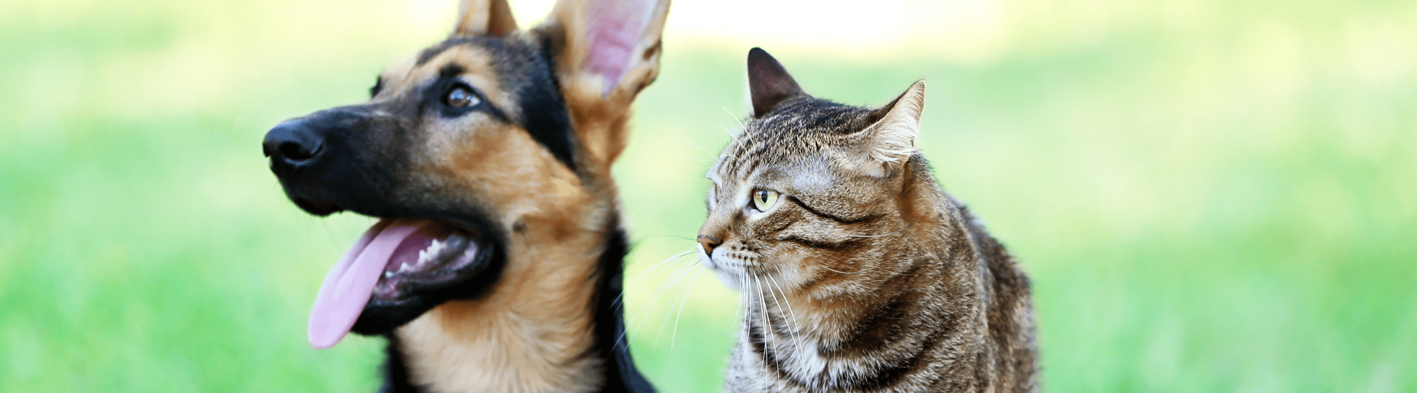 Joint Care for Pets