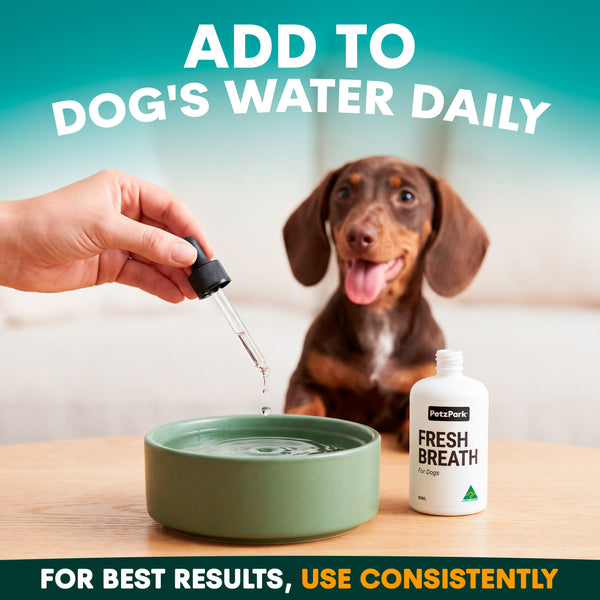 Dog being given a supplement Petz Park Fresh Breath