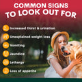 Woman with a dog in a park with text about common signs of illness.