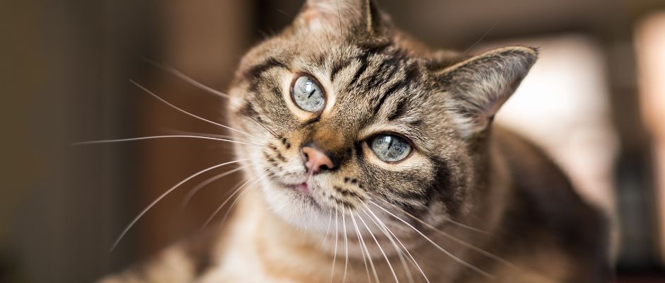 Cat Products