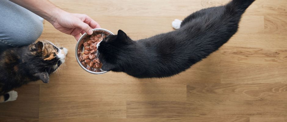 Cat Supplements