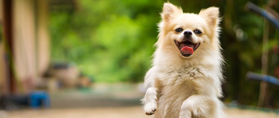 Dog Accessories