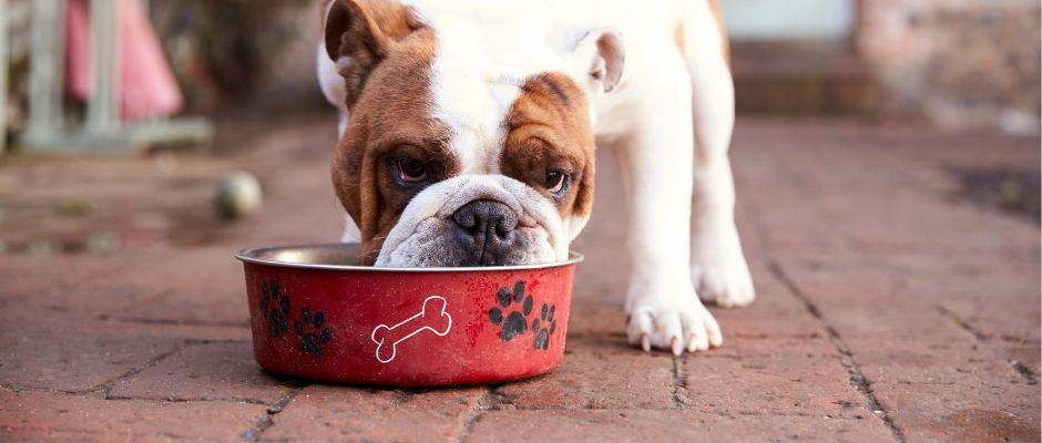 Dog Supplements