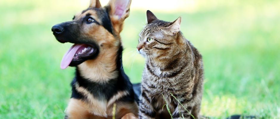 Joint Care for Pets