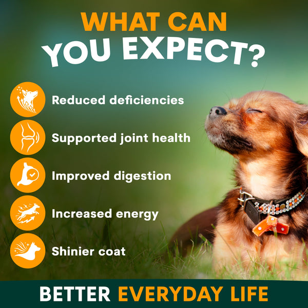 Dog in a grassy field with health benefits listed on a green background