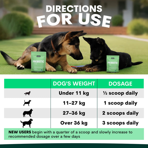 Probiotics for Dogs