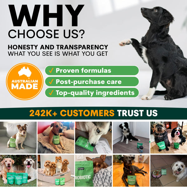 Probiotics for Dogs