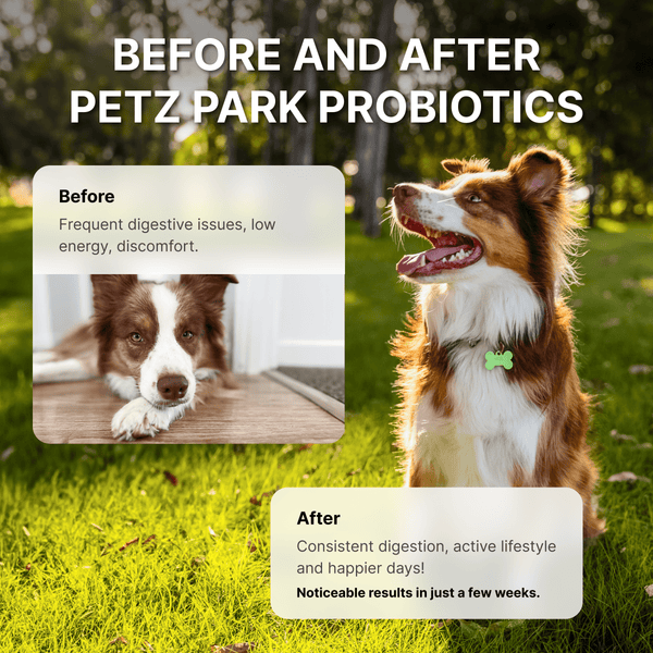 Probiotics for Dogs