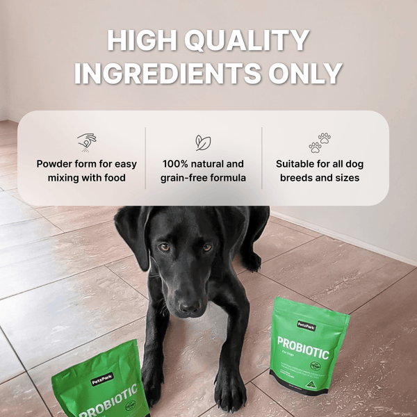 How to Give Dog Powder Probiotic: Easy Tips for Best Results