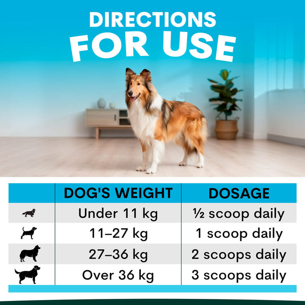 Dog standing in a room with a dosing chart for dogs on a blue background. Dosage table for skin supplement