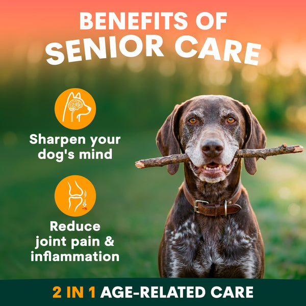 Dog holding a stick with text about the benefits of senior care for dogs.