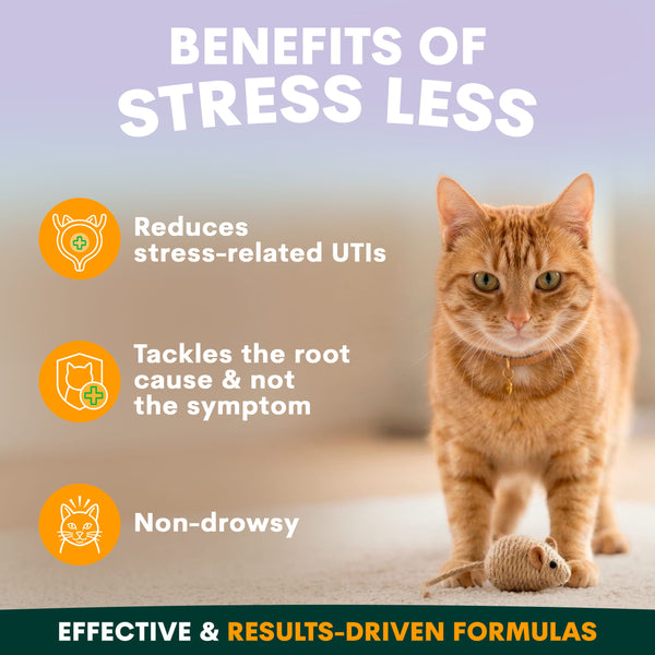 Cat standing on a carpet with text about stress relief benefits on a blurred background