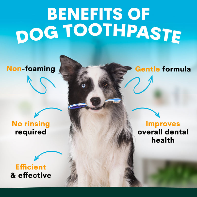 Dog with toothpaste on a blue background with text about the benefits of dog toothpaste.