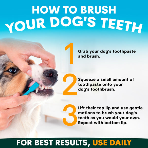 Instructions on how to brush a dog's teeth with a visual of a dog being brushed.