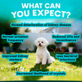 White dog sitting on grass with health benefits text overlay