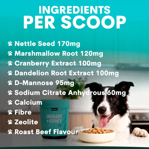 A black and white dog sits at a table with a bowl of food, looking eager for its meal. The ingredient list for Urinary + Kidney for Dogs UTI supplement is shown in bold white text on a teal background, highlighting essential nutrients designed to promote kidney function and provide comprehensive urinary tract support for dogs.