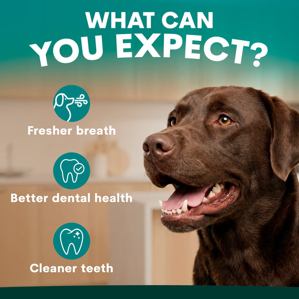 Dog with text 'What can you expect?' and icons for fresher breath, better dental health, and cleaner teeth.