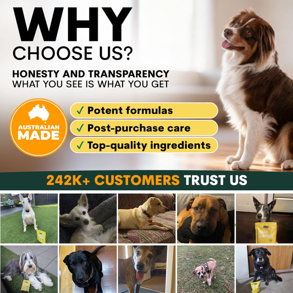 Brain Support for Dogs
