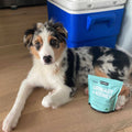 australian shepherd, urinary and kidney supplement for dogs with UTIs, kidney disease in dogs, is kidney disease in dogs fatal