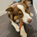 border collie, do dogs like to chew, chew sticks for dogs, dog dental treats