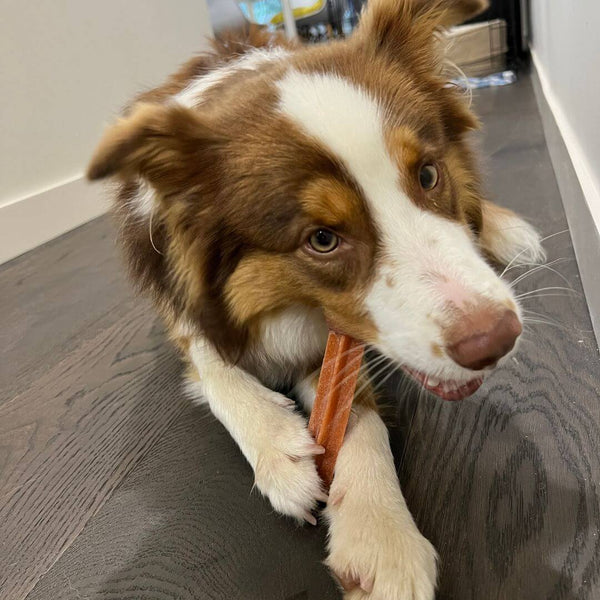 border collie, do dogs like to chew, chew sticks for dogs, dog dental treats