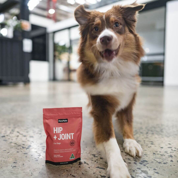 border collie with joint problems, joint pain in dogs, hip and joint dog supplement