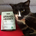urinary supplement for cats, urinary tract cats, supplement for cats