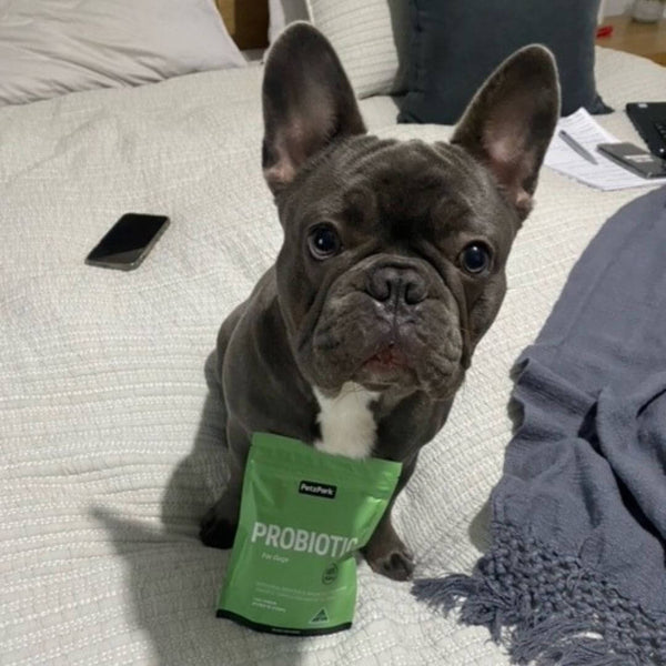 french bulldog, does my dog need a probiotic?, easy to use probiotic for dogs