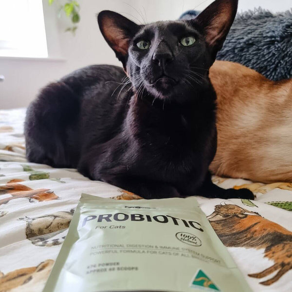 black cat, cat with supplements, does my cat need a probiotic