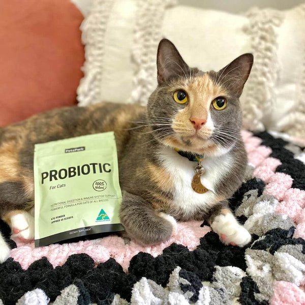 supplement for cat tummy, probiotic for cats, cat probiotic, easy to use supplements for cats