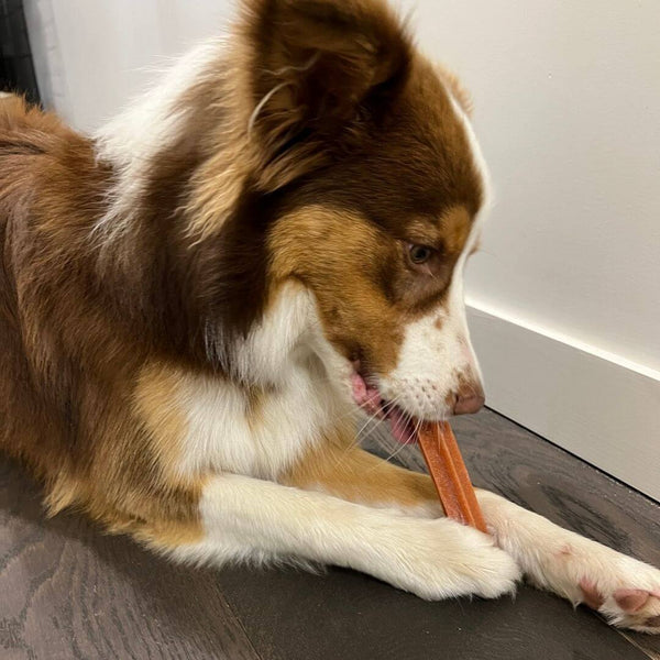 border collie puppy, petz park dental sticks, dental sticks for dogs