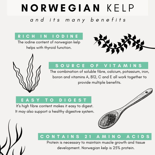 benefits of norwegian kelp