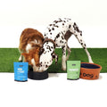 allergy duo for dogs dalmatian and border collie
