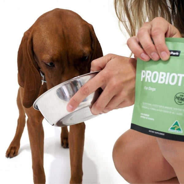 Hungarian vizsla  probiotic for dogs gut health supplement