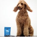skin and coat care for dogs, dog grooming, skin health, hotspot care